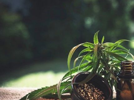 Les cannabinoïdes, substances naturellement contenues dans les huiles de cbd disponibles chez Frênessence, possèdent nombre d'effets bénéfiques sur le métabolisme de vos compagnons!